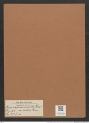 Grammatophora pusilla var. scotica Grun. (de-Toni-Nr.: Genus 93, Species 3047) Zeichnungen Sammlung Grunow Mappe 03235 (Herbarium_W_Grunow_drawings_Folder_03235)